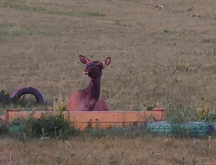 Hotel Apache Eco Camp, Terelj Nationalpark Mongolia Bayan Bulagiin Hural Zewnętrze zdjęcie