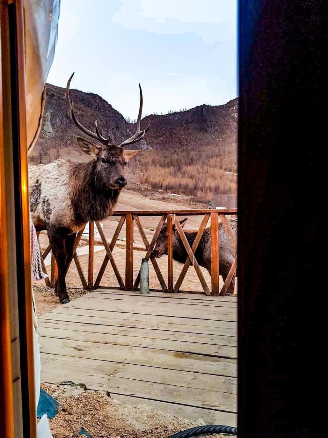 Hotel Apache Eco Camp, Terelj Nationalpark Mongolia Bayan Bulagiin Hural Zewnętrze zdjęcie